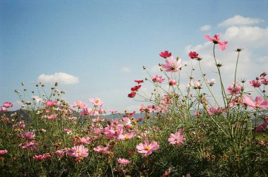 Bahçedeki güzel çiçekler