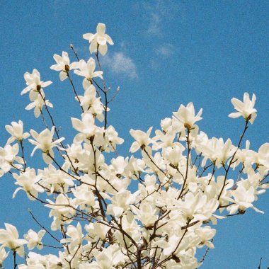 Güzel botanik fotoğrafı, doğal duvar kağıdı.