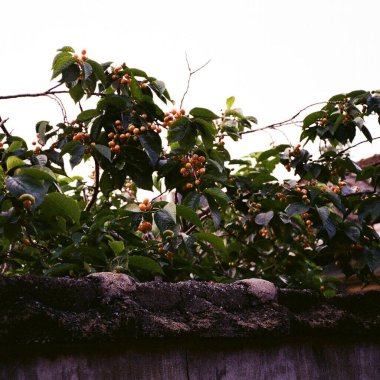 Ağaçtaki kırmızı üzümler