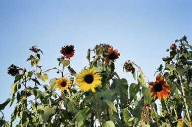 Bahçedeki ayçiçeği