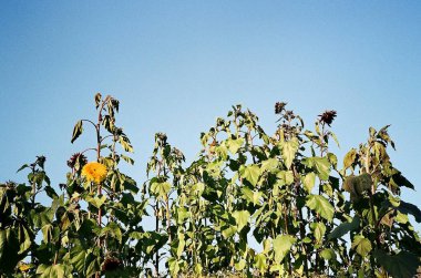 Güzel botanik fotoğrafı, doğal duvar kağıdı.