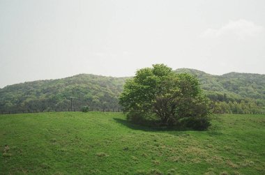 Ağaçları ve mavi gökyüzü olan yeşil çayır. yüksek kaliteli fotoğraf
