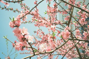 Bahçedeki güzel pembe sakura çiçekleri