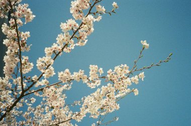 Bahçedeki güzel çiçekler