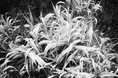 Güzel bir çiçeğin siyah beyaz fotoğrafı.