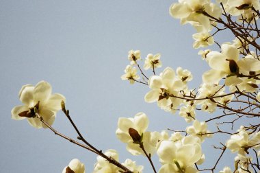 Güzel botanik fotoğrafı, doğal duvar kağıdı.