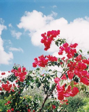 Bahçedeki kırmızı çiçekler