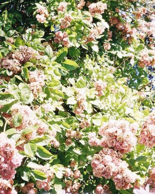 Güzel botanik fotoğrafı, doğal duvar kağıdı.