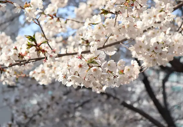 Ağaçtaki güzel bahar çiçekleri