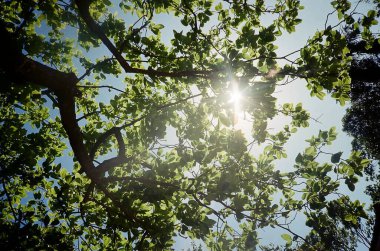 Ağaçtaki yeşil yapraklar, doğa bitki örtüsü.