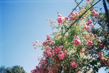 Bahçedeki güzel pembe çiçekler