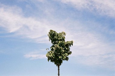 Mavi gök yeşil ağaç