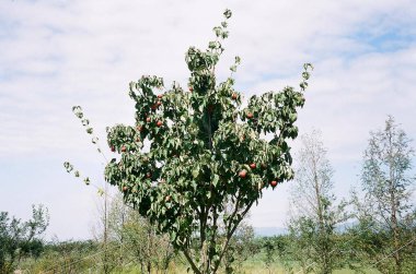 Güzel botanik fotoğrafı, doğal duvar kağıdı.