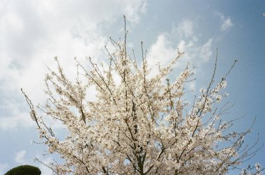 Bahçede güzel bahar çiçekleri