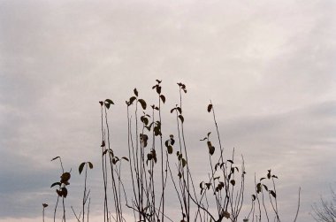 Ağaç dalları, flora