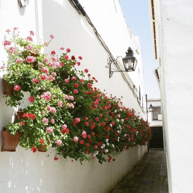 Sokaktaki beyaz çiçeklerin dikey görüntüsü.