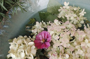 Bahçedeki güzel çiçekler