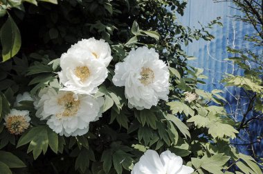 Bahçedeki güzel çiçekler