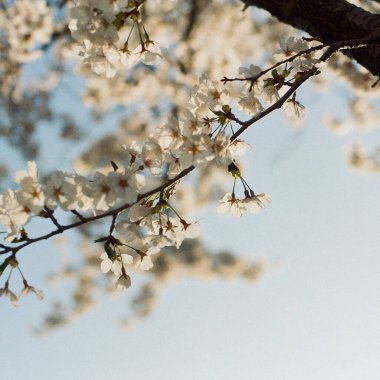 Bahçedeki güzel çiçekler