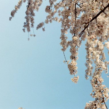 İlkbaharda kiraz çiçeği