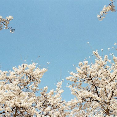 İlkbaharda kiraz çiçeği