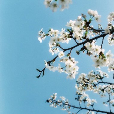 Bahçedeki güzel çiçekler