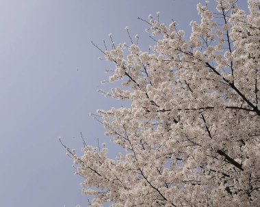 Güzel botanik fotoğrafı, doğal duvar kağıdı.