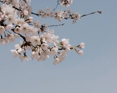 Bahçede güzel bahar çiçekleri