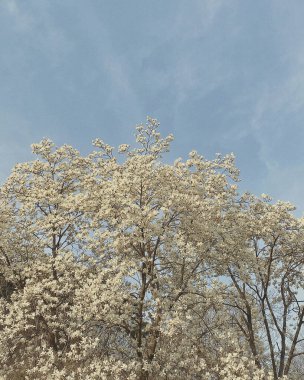 Ormanın güzel manzarası