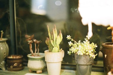 Güzel botanik fotoğrafı, doğal duvar kağıdı.