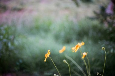 Bahçedeki güzel çiçekler