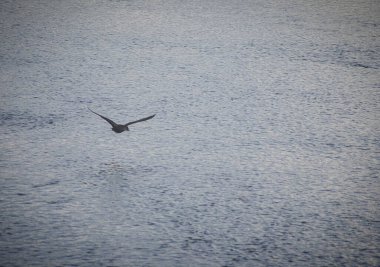 Martı gökyüzünde uçuyor.