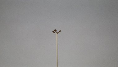 Güzel botanik fotoğrafı, doğal duvar kağıdı.