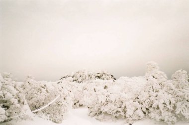 Karla kaplı ağaçlarla kaplı kış manzarası