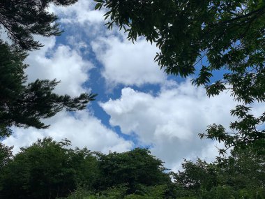 Ormanın güzel manzarası