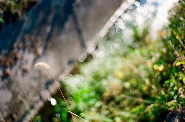 Güzel botanik fotoğrafı, doğal duvar kağıdı.