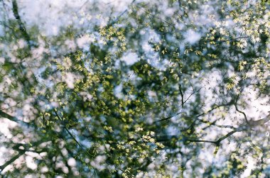 Ormanda yeşil yapraklar