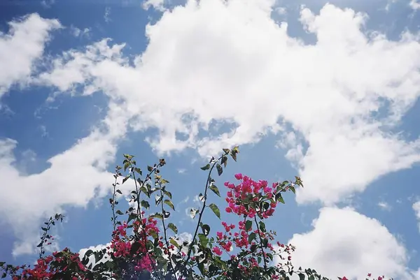 Bahçedeki güzel çiçekler