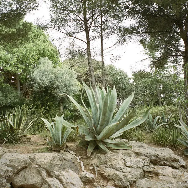 Güzel botanik fotoğrafı, doğal duvar kağıdı.