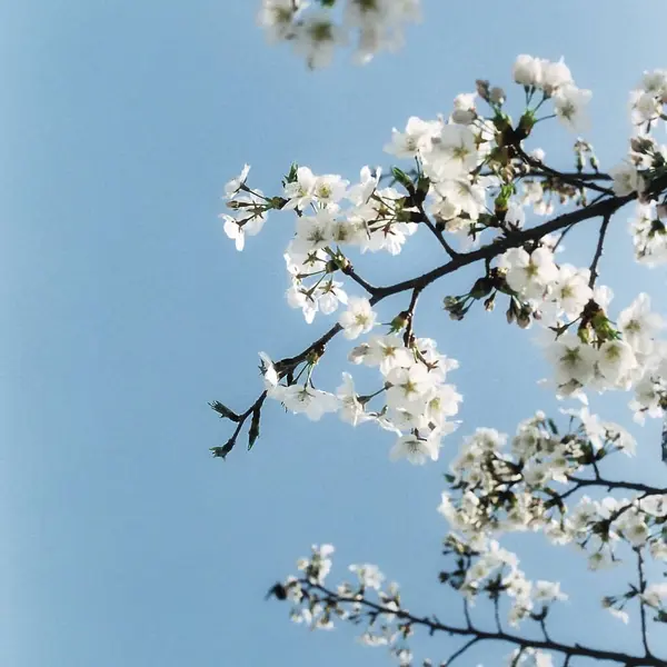 Bahçedeki güzel çiçekler