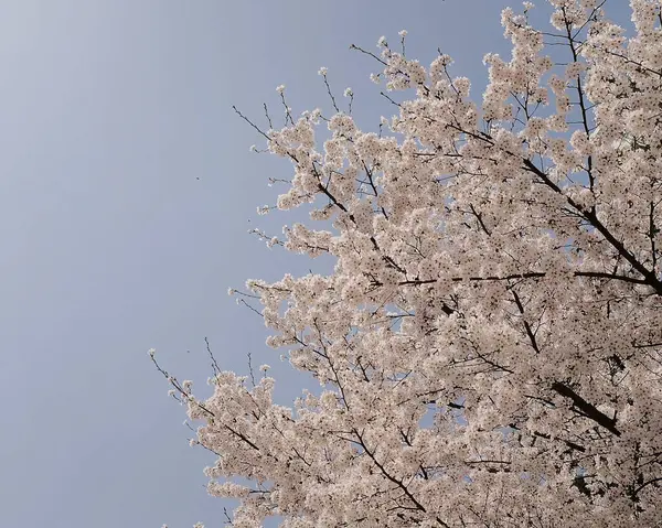 Güzel botanik fotoğrafı, doğal duvar kağıdı.