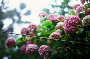 Bahçedeki güzel çiçekler