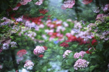 arka plan bahar çiçek