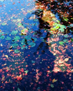 Parkta sonbahar yaprakları.