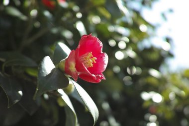 Çalılıklarda güzel çiçekler