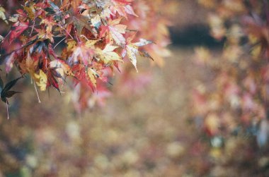 Sonbahar yaprakları, sonbahar bitkileri