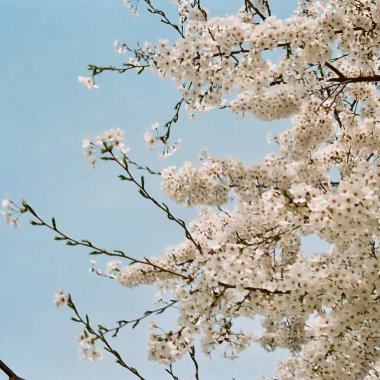 Güzel botanik fotoğrafı, doğal duvar kağıdı.