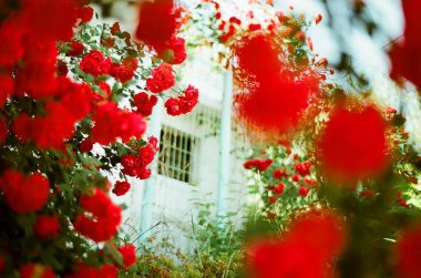 Bahçedeki güzel kırmızı çiçekler