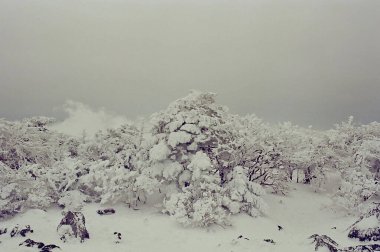 Karla kaplı ağaçlarla kaplı kış manzarası