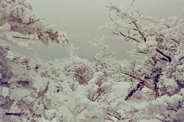 Karla kaplı ağaçlarla kaplı kış manzarası